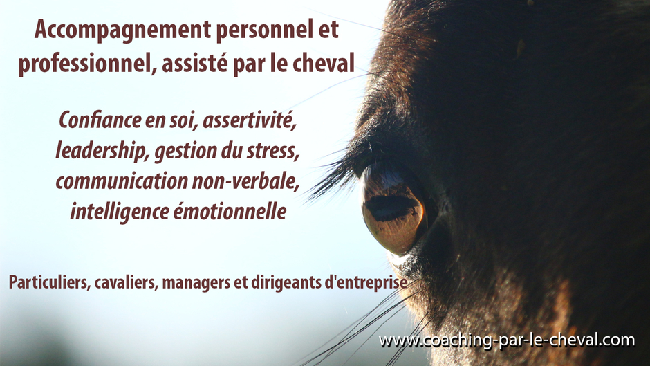 Formation equicoaching