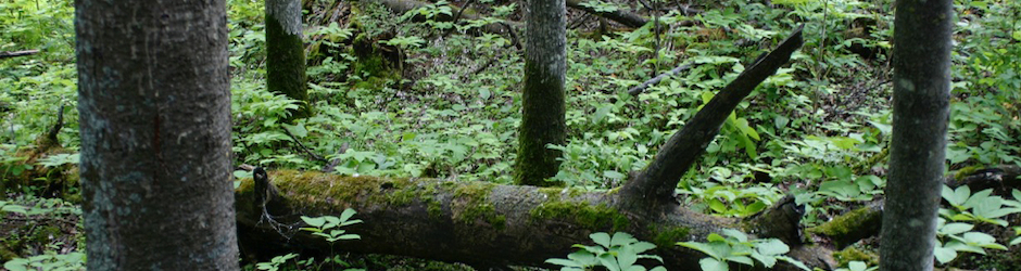 Roblin Funeral Chapel