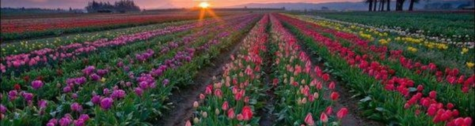 MUNEEBA AWAN YARHUSSAIN