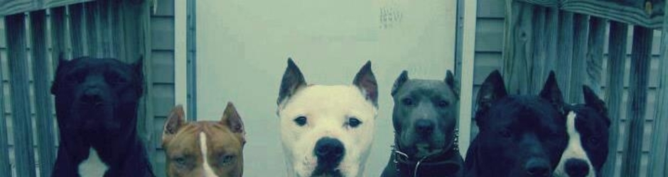 المحترم النينجا