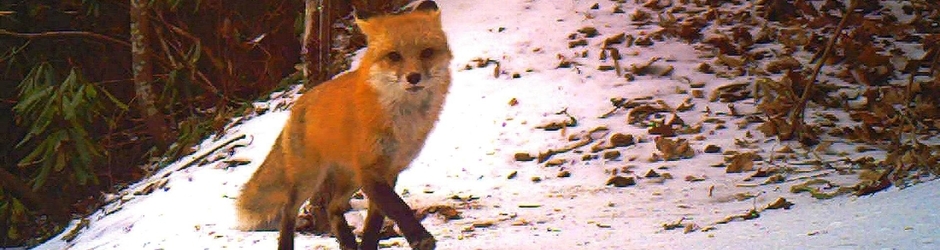 Trail Cam Wildlife Videos  Hendersonville, NC