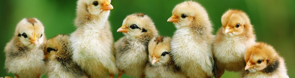 مصنع مكة وهاى فيد للأعلاف