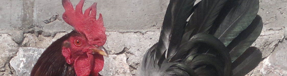 Tijuaneros de tochtepec puebla