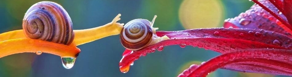 Bangla Special Natok™