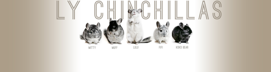Lychinchillas