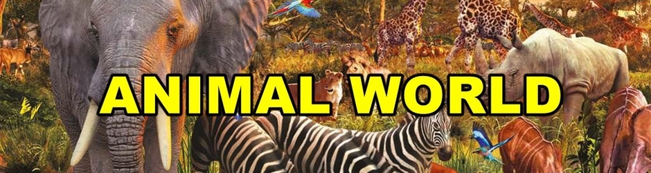 ANIMAL WORLD