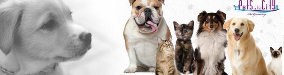 Petsinthecityme