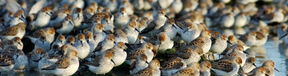 Documentaries & Discoveries