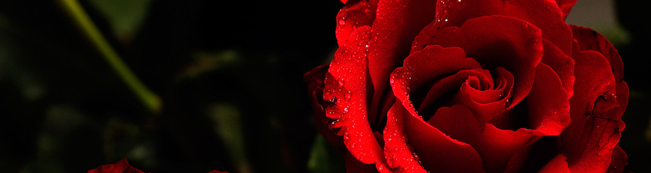 Blue Feather Pictures