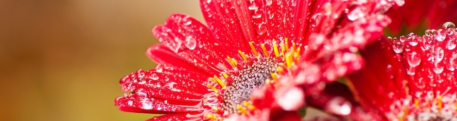 Muhammad Ismail Fida