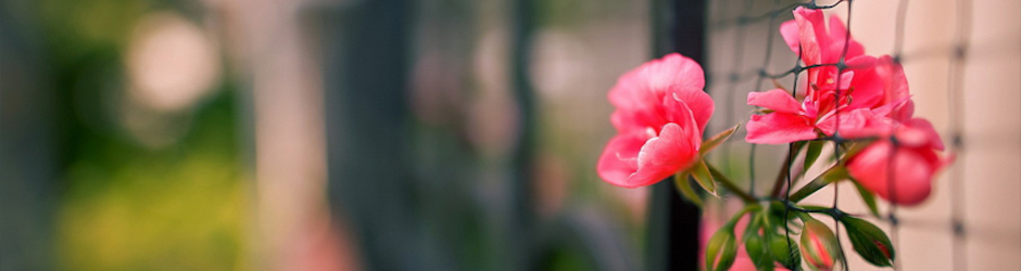 Muhammad Usama Shami