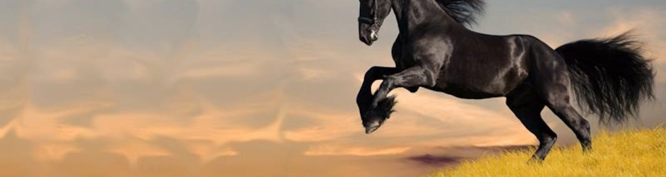 The Last Prophet Muhammad PBUH