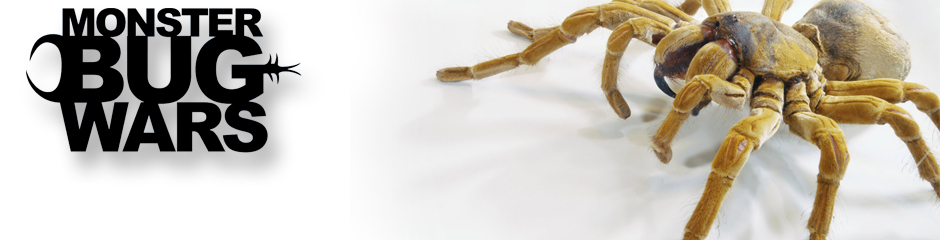 Monster Bug Wars - Official Channel