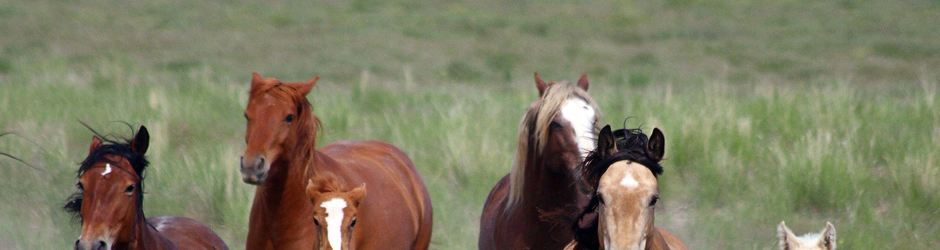 cecilia gonçalves de almeida