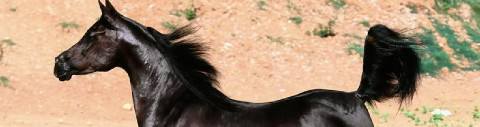 Most Soul Plane Video