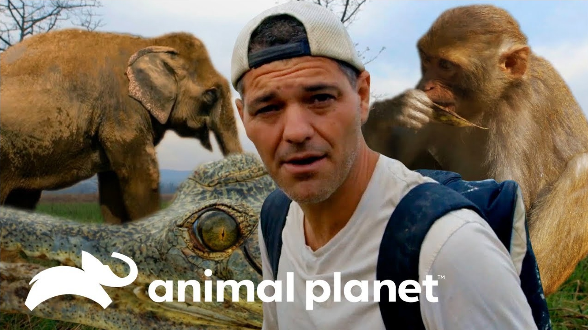 Animal Planet