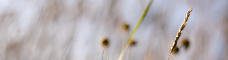 Cartoon Action Movies