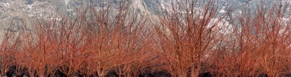 Harun Arfan juma karim ramzan karim masud