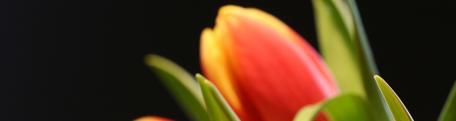 Children Bible Story Movies