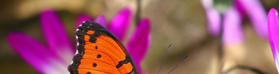 Funny Dubsmash Videos