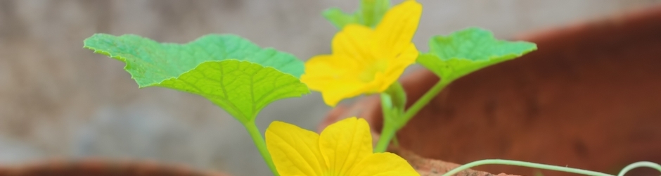 fun chemical experiments