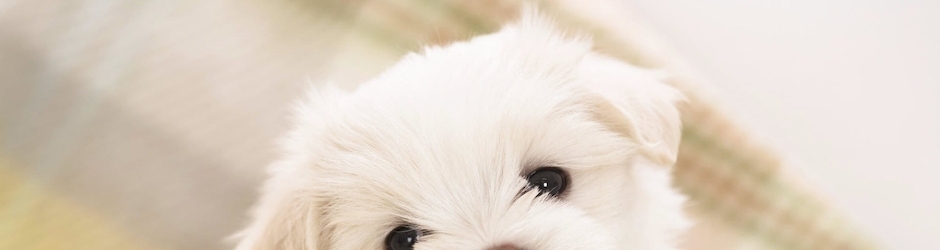 Dragon Ball Xenoverse