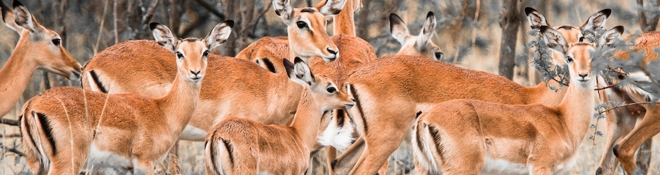 NATIONAL GEOGRAPHY VIDEO