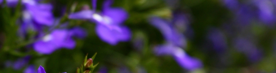 CarissaHartwell Travel