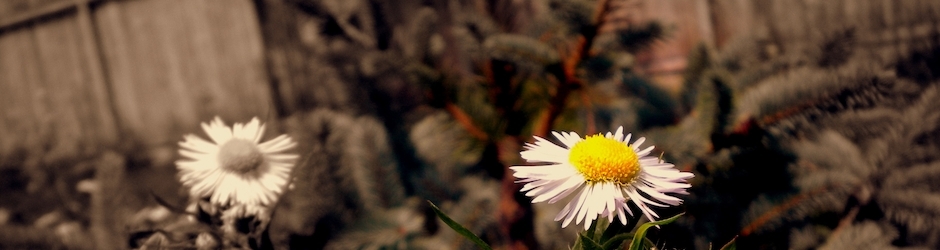 CarloPackard Animals