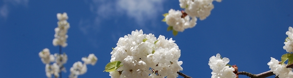 BellBarksdale Videogames