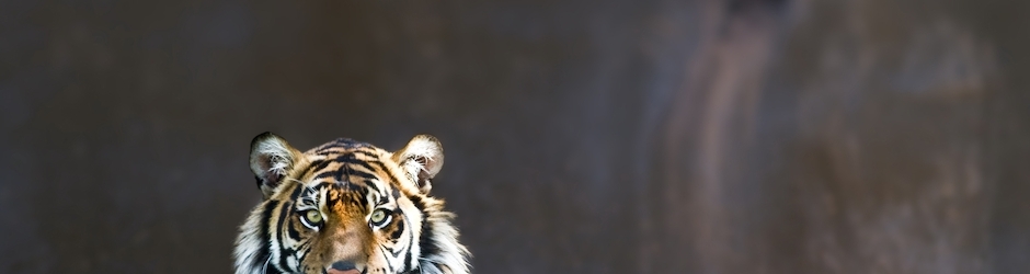 Cartoon cars for children