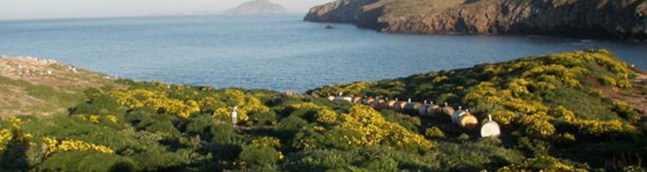 Montrose Restoration