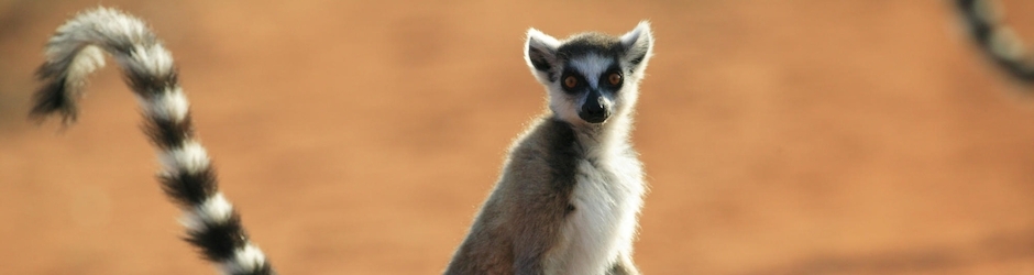 Age of Empires II  The Age of Kings