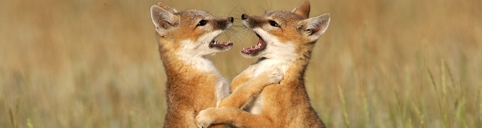 Super Street Fighter II Turbo HD Remix