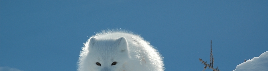 Command & Conquer  Red Alert