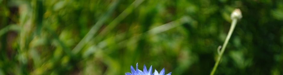 Need for Speed  Hot Pursuit