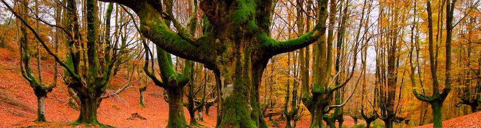 LEGO Minifigures Online