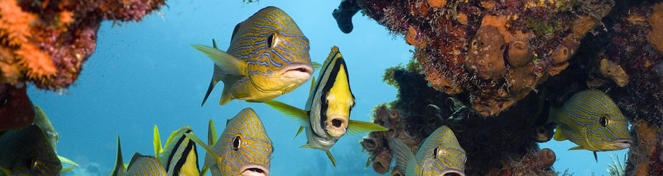 Indiana Jones and the Last Crusade