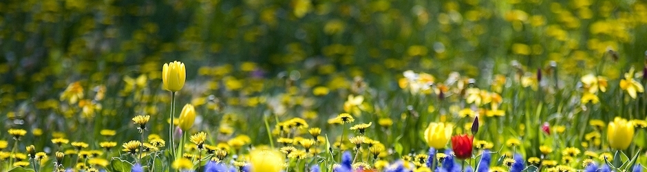 The Grand Budapest Hotel