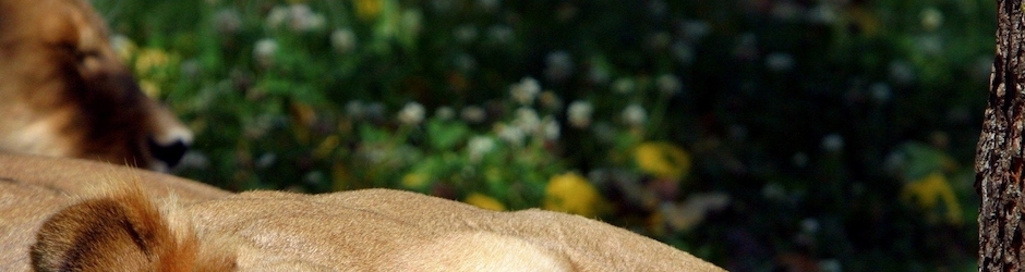 For a Few Dollars More