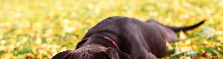 Peppa Pig Rebecca Rabbit