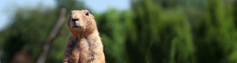 Minecraft Prestonplayz