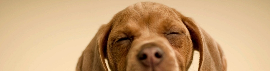 Peppa Pig Peppa S Birthday