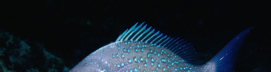 Peppa Pigs Halloween