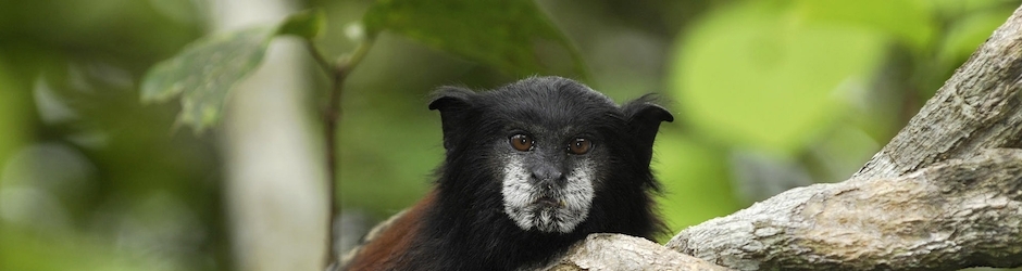 Peppa Pig Video In English