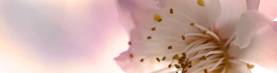 Peppa Pig Y Angry Birds