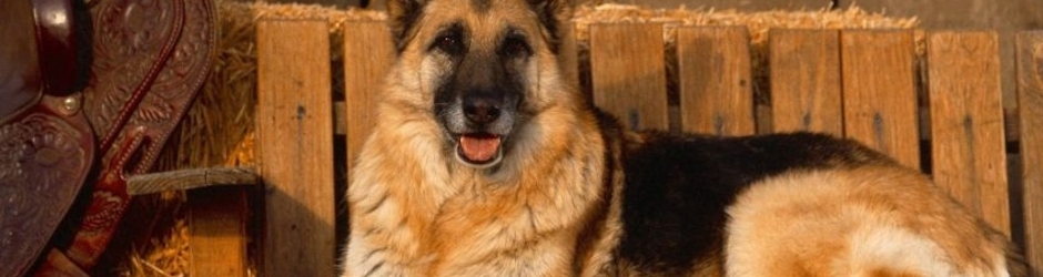 German Shepherd