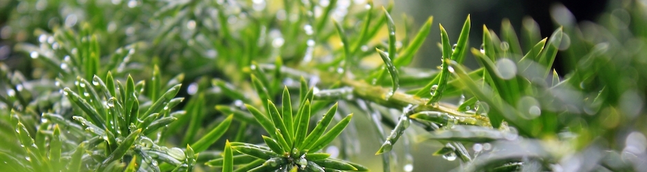 Minecraft Building Ideas