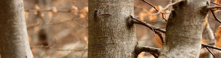 Minecraft 4Th Of July