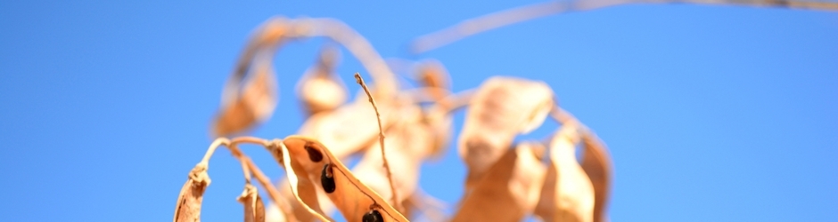 Minecraft 777 Vegeta